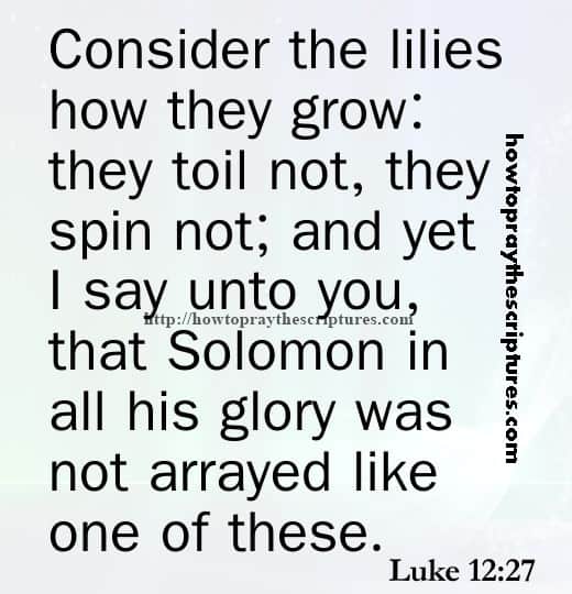 Consider The Lilies How They Grow Luke 12-27