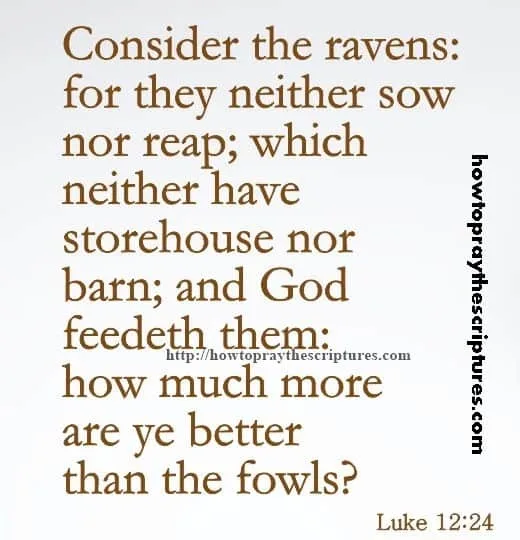 Consider The Ravens For They Neither Luke 12-24
