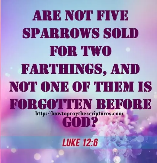 Are Not Five Sparrows Sold For Two Farthings Luke 12-6