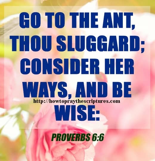 Go to he Ant Thou Sluggard Proverbs 6-6