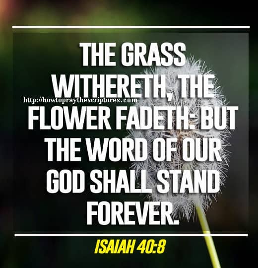 The Grass Withereth The Flower Fadeth Isaiah 40-8